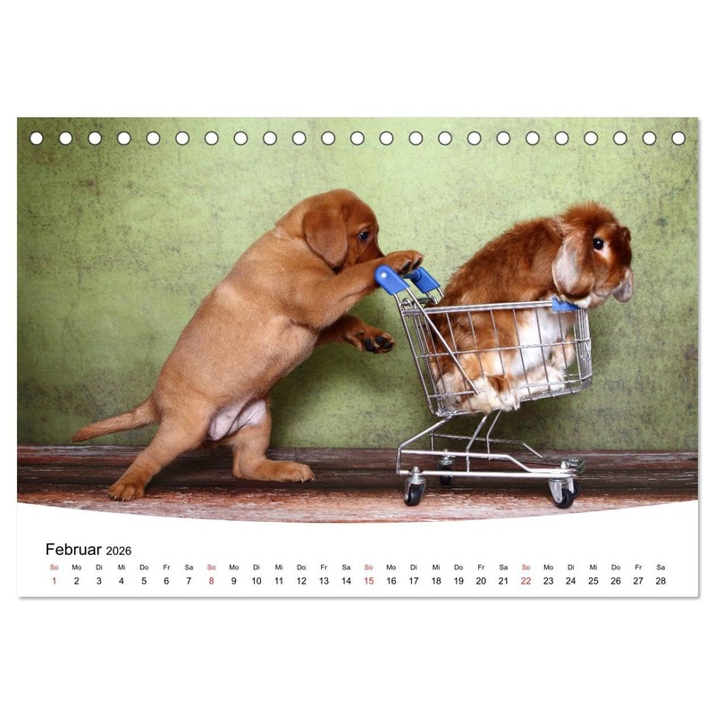 Labrador Welpen - Labrador Puppies (Tischkalender 2026 DIN A5 quer),