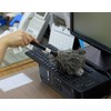 ESCI [Made in Japan] For Dusting Dashboards and Desks! Ostrich