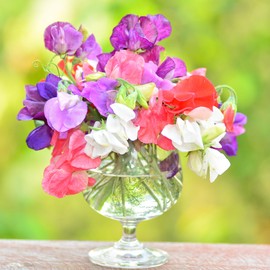 Outsidepride Sweet Peas Pearl Mix - 500 Seeds