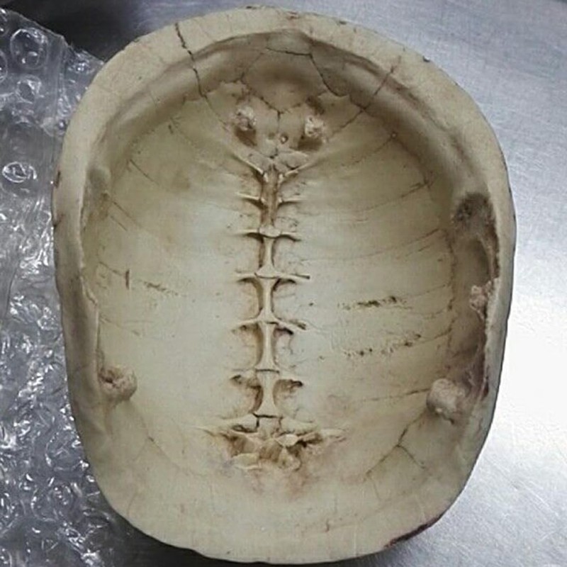 FOMIYES 1pc Reptile Rest Cave Turtle Shell Resin Reptile Hide