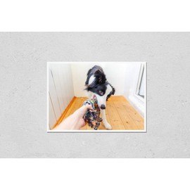 Poster Reproduction of Funny portrait of cute smilling puppy dog border collie holding colourful rope toy in mouth. New lovely member of family little dog at home playing with owner. Pet care