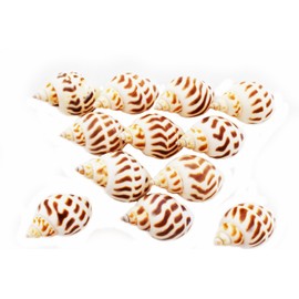 50 Select Babylonia Areolata Shells Seashells 1" - 1 1/2" Shellcraft Beach Crafts Nautical Decor Beach Wedding - Florida Shells and Gifts