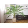 CEMEHA SEEDS - Seeds Canary Palm Tree (Scientific Name: Phoenix