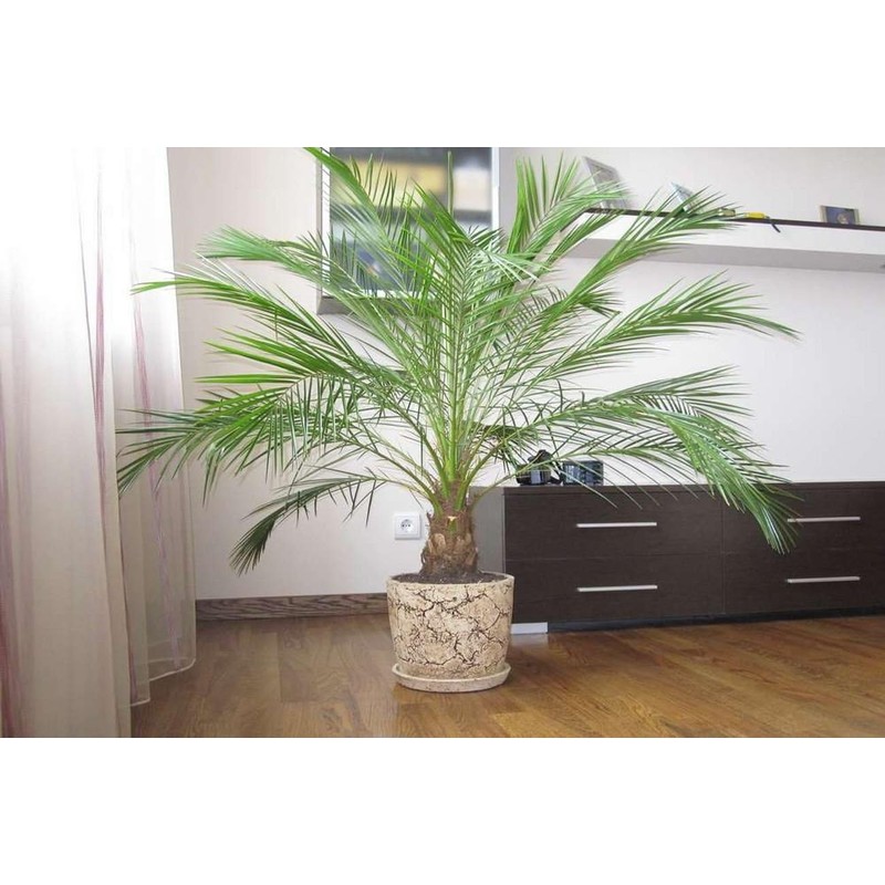 CEMEHA SEEDS - Seeds Canary Palm Tree (Scientific Name: Phoenix