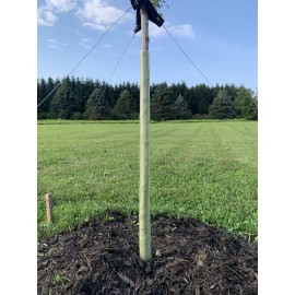 Treekote BioSpiral - 36” - Biodegradable Tree Protection - 4 Pack! Clear Green Color