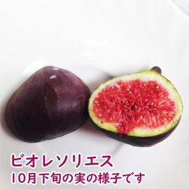 The roots are strong! Fig free seedlings, No. 6 pot, 2nd grade cuttings, Biosolis, Flowerless Fig, Fruit Tree Seedling, Symbol Tree, Commemorative Tree, Healthy Fruit Tree, Health, Respect for the Aged Day