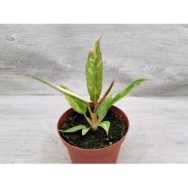Variegated Philodendron Ring of Fire live house plant  in 4" pot