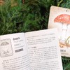 Mushroom Spirit, Oracle Japanese Instruction Manual Included, Direct Management, Genuine