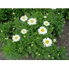 Leucanthemum X Superbum 'Becky' (Shasta Daisy) Perennial, white flowers, 1