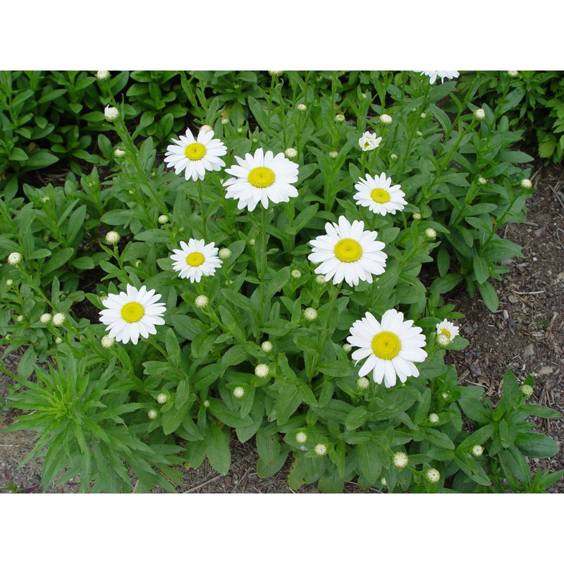 Leucanthemum X Superbum 'Becky' (Shasta Daisy) Perennial, white flowers, 1