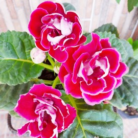 Gloxinia Seeds Sinningia Speciosa Tropical Herbaceous Perennial Ornamental Baskets Containers Indoor Outdoor 20Pcs Flower Seeds by YEGAOL Garden