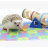 Small EVA Foam Puzzle Floor Play Mat Pets Feeding Box