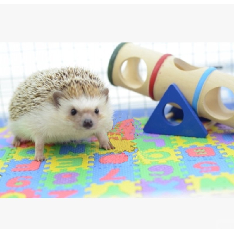 Small EVA Foam Puzzle Floor Play Mat Pets Feeding Box