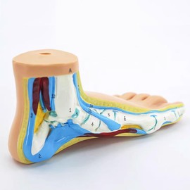 Adults Foot Model, Convenient Display Environmentally Friendly Materials Human Foot Model Normal Foot for Teaching for Lectures for Presentations(#1)