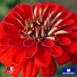 Maxboba Zinnia Seeds Dahlia Flowered Mixture Non-GMO - 250 Seeds