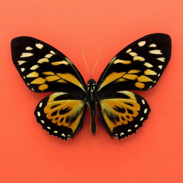 Real mounted butterfly - Papilio zagreus - A1