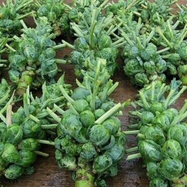 Axel's Garden Seeds Catskill Brussel Sprout Seeds for Planting - Heirloom Non-GMO Vegetable Seeds - 50 Seeds