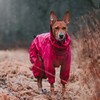 Orbiloc Dual Flashing/Solid Safety LED Light for Dogs - High