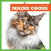 Maine Coons (Bullfrog Books: Cat Club)