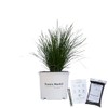 Lemon Grass - 3 Gallon - Includes Planting Kit