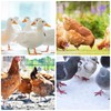 Pack of 100 Poultry Foot Rings, Chicken Identification Legs Rings