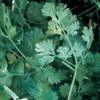 1,000 Cilantro Slow Bolt Seeds for Planting 14 Grams of