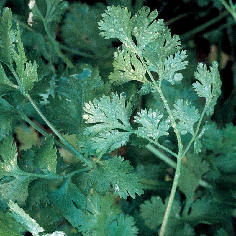 1,000 Cilantro Slow Bolt Seeds for Planting 14 Grams of