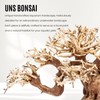 Ultum Nature Systems Bonsai - Handcrafted Hardscape Driftwood for Aquarium,