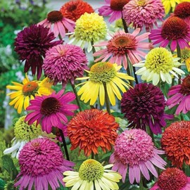 300+ Mix Double Echinacea Seeds - Double Coneflower Seeds Echinacea Flower Perennial Bloom Flowers Rare Plant