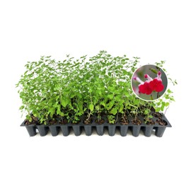 Salvia Hot Lips Plants | 3 Live Seedlings | Salvia microphylla | Red and White Bi-Color Flowers | Hardy Perennial for Sunny Gardens