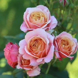 Heirloom Roses Rose Plant - State of Grace™ Grandiflora Rose Bush, Live Rose Plant for Planting Outdoors
