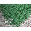 Southern Seeds Clover, Micro (Mini) - 10,000 Seeds - Lawn