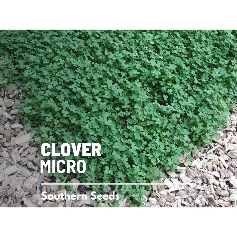 Southern Seeds Clover, Micro (Mini) - 10,000 Seeds - Lawn
