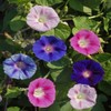 Outsidepride 500 Seeds Annual Ipomoea Purpurea Morning Glory Fieldgrown Climbing