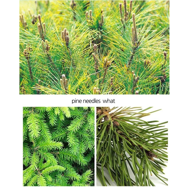 Organic Natural Pure Pine Needle Herb Extract Powder-500g(1.1LB)/Contain Suramin, Bioflavonoids,