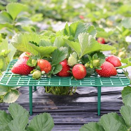 CNNIK 10pcs Strawberry Plants Supports for Garden Strawberry Growing Kit Plant Supports for Outdoor Plants Strawberry Stand Holder Growing Frame Square