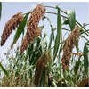 HeirloomSupplySuccess TM 150 Heirloom Egyptian Sorghum Wheat Seeds