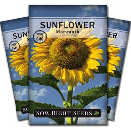 Sow Right Seeds - Mammoth Sunflower Seeds to Plant - Grow Giant Sunflowers in Your Garden - Non-GMO Heirloom Seeds for Planting an Outdoor Garden - Bright Yellow Blooms - Attract Bees and Birds (3)