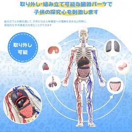 HYEANHLPYE Human Body Model Toy, Transparent Full Body, Human Vascular Model Toy, Mannequin, Removable Organ Skeleton Model, Disassembly Puzzle Set, 3D Human Anatomy Model, Movable, Human Skeleton