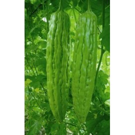 10+Green Skin Long Bitter Gourd seeds Bitter melon Seeds Ku Gua Asian Vegetable