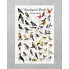 Where's Wildlife Backyard Birds of Louisiana Bird Identification Poster (20"