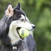 KONG SqueakAir Ball with Rope Dog Toy, Medium x 3