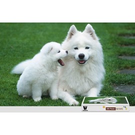 PigBangbang,20.6 X 15.1 Inch,Hard Wooden in Box Famous Paintings Bright Colorful - Two White Samoyed - 500 Piece Jigsaw Puzzle