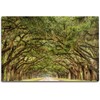 Southern Live Oak Tree | Quercus Virginiana | 10 Live