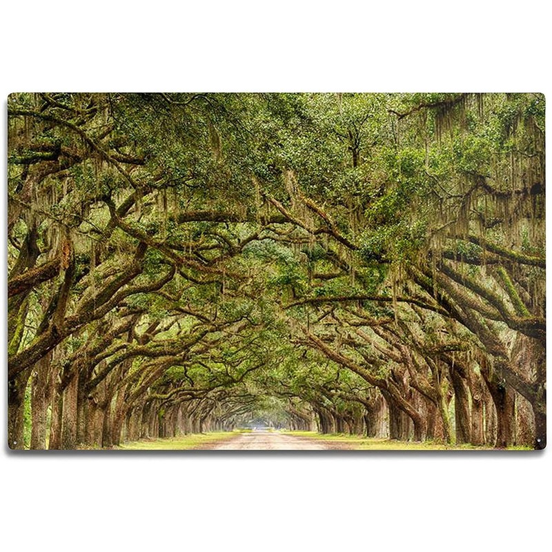 Southern Live Oak Tree | Quercus Virginiana | 10 Live