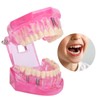 Transparent Adult Teeth Model Pathological Repair Studying Dental Teaching Tools