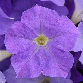 Park Seed Petunia Flowering Plant Seeds, Easy to Grow, Variety of Colors, Spring Garden, Easy Wave Sky Blue, Pack of 10