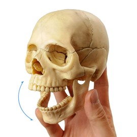 2024 New Anatomy Exploded Skull Model,Human Medical Skull Model Dental ClinicTeaching Equipment,Medical Teaching Learning