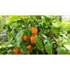 30 Semillas Chile Habanero Orange Naranja Nuevas Fertiles