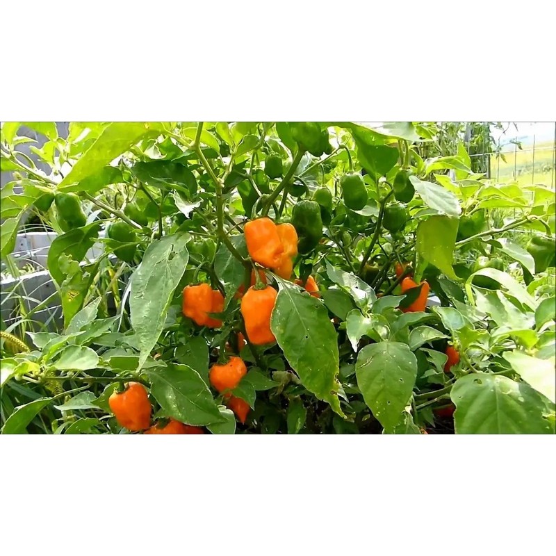 30 Semillas Chile Habanero Orange Naranja Nuevas Fertiles